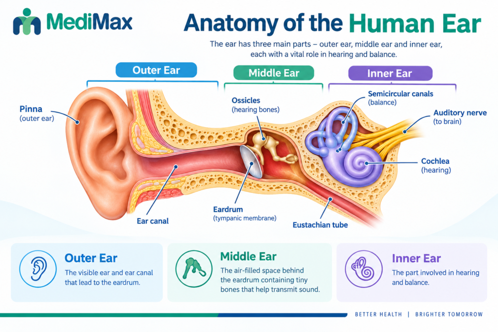 Human ear anatomy showing the outer ear, middle ear and inner ear